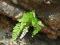 Adiantum concinnum