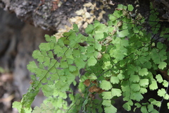 Adiantum concinnum