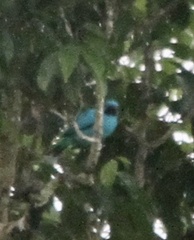 Cotinga maynana