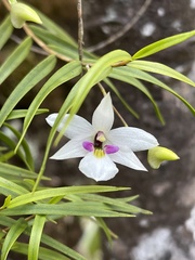Dendrobium cunninghamii