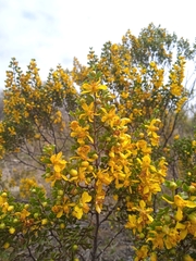 Larrea cuneifolia