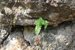 Adiantum concinnum