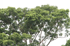 Cotinga maynana