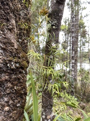 Dendrobium cunninghamii