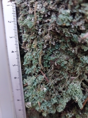 Cladonia coniocraea