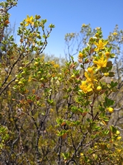 Larrea cuneifolia