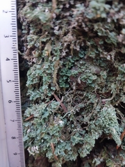 Cladonia coniocraea