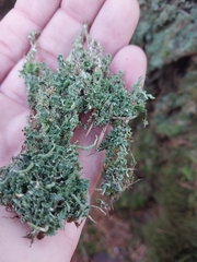 Cladonia coniocraea