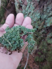 Cladonia coniocraea