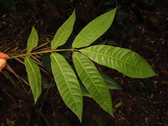Dysoxylum rufum