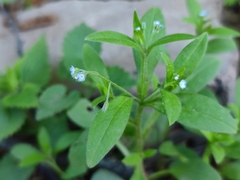 Myosotis sparsiflora