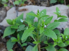 Myosotis sparsiflora