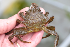 Telmessus cheiragonus