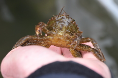 Telmessus cheiragonus