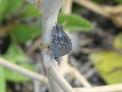 Theclinesthes serpentata