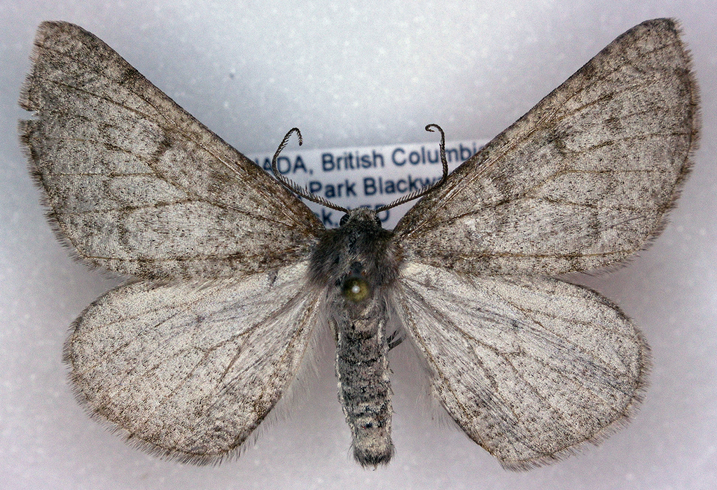 Meris suffusaria