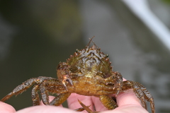 Telmessus cheiragonus