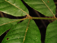 Dysoxylum rufum