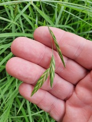 Bromus