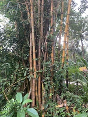 Bambusa vulgaris