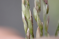 Digitaria nuda