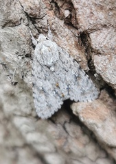 Lymantriinae