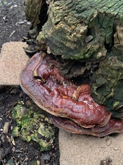 Ganoderma sessiliforme