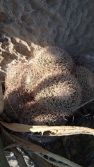 Mammillaria grusonii