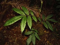 Dysoxylum rufum