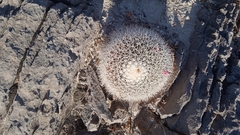 Mammillaria grusonii