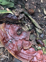 Ganoderma sessiliforme