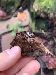 Ganoderma sessiliforme