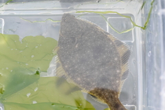 Platichthys stellatus