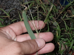 Digitaria nuda