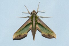 Pergesa acteus