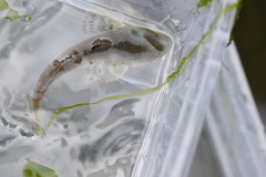 Leptocottus armatus