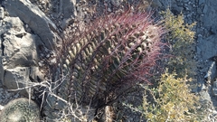 Ferocactus pilosus