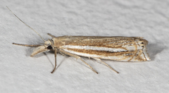 Crambus awemellus