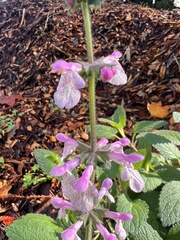 Stachys bullata