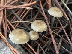 Mycena clavicularis