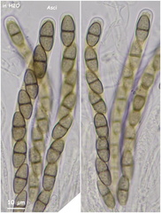 Didymosphaeria