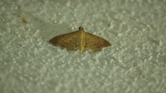 Herpetogramma