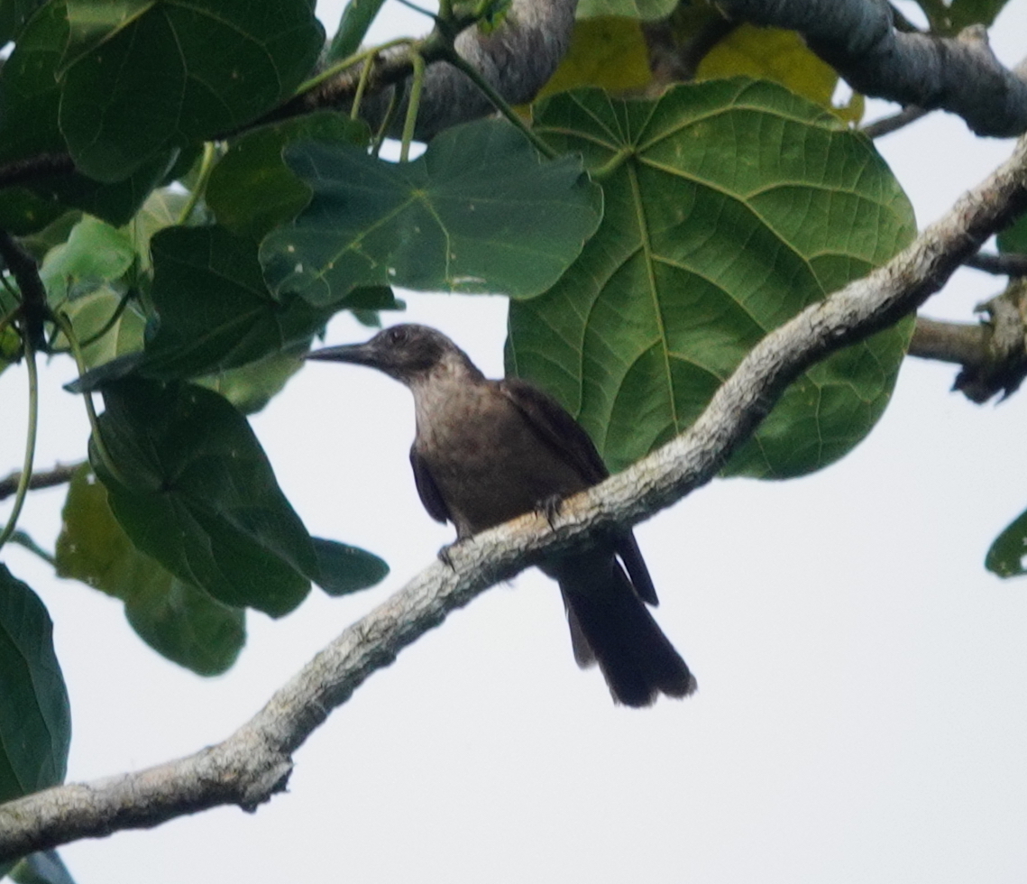 Black-eared Oriole (Oriolus bouroensis), photo 2