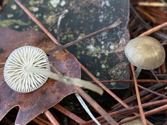 Mycena clavicularis