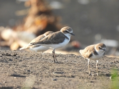Charadrius javanicus