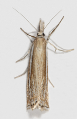 Crambus awemellus