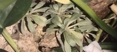 Oenothera humifusa