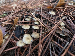 Mycena clavicularis
