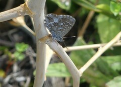 Theclinesthes serpentata