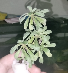 Oenothera humifusa